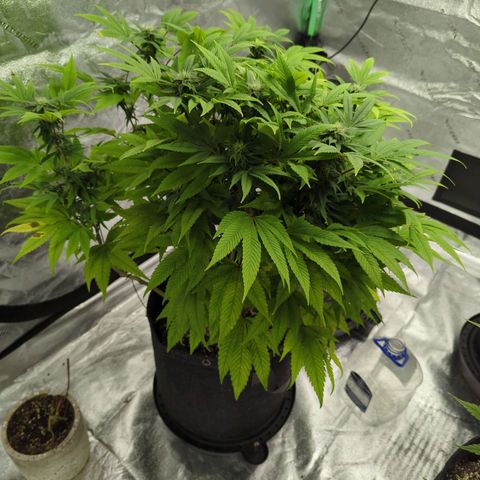 Maple Leaf growlog timeline photo