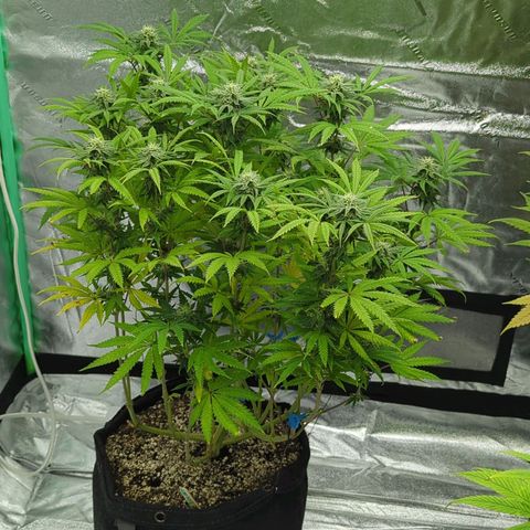 Blue Dream growlog timeline photo