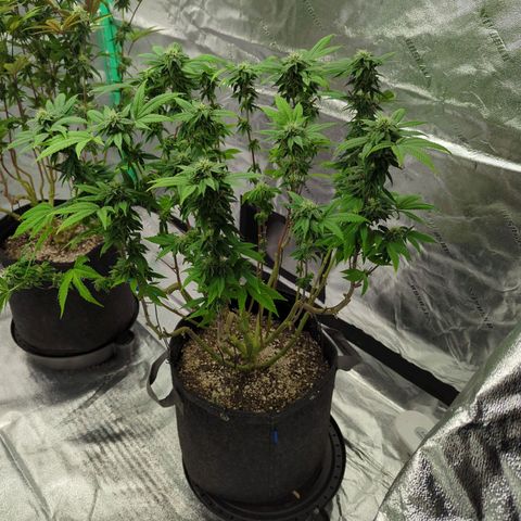 Maple Leaf growlog timeline photo