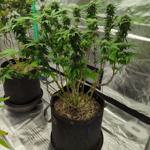 Maple Leaf growlog timeline photo