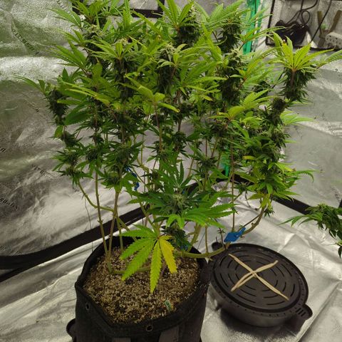 Blue Dream growlog timeline photo