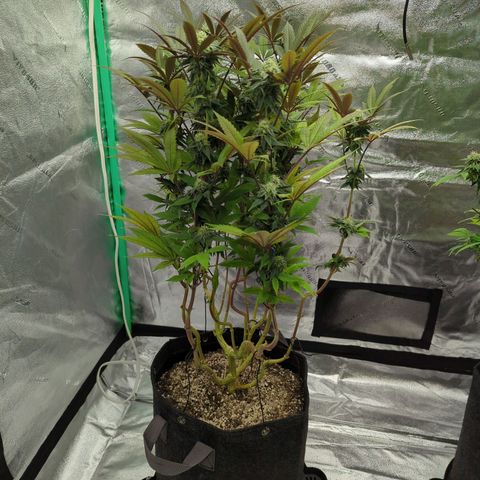 Purple Punch growlog timeline photo