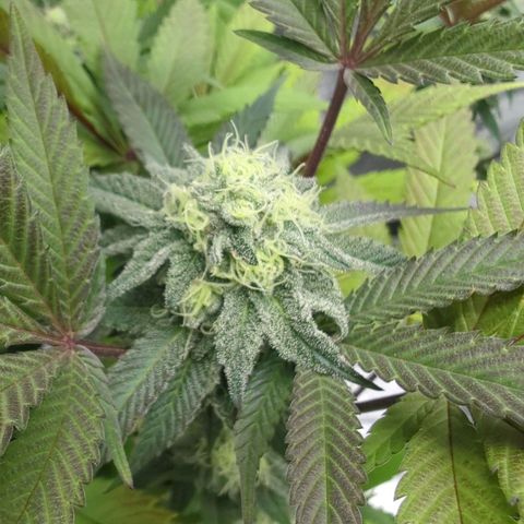 Purple Punch growlog timeline photo