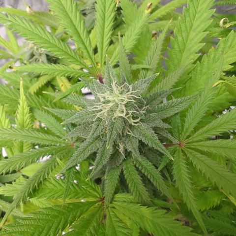 Blue Dream growlog timeline photo
