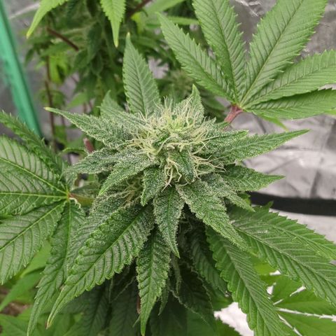 Maple Leaf growlog timeline photo