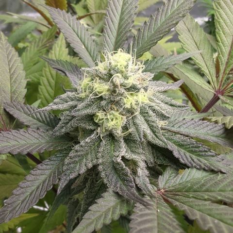 Purple Punch growlog timeline photo