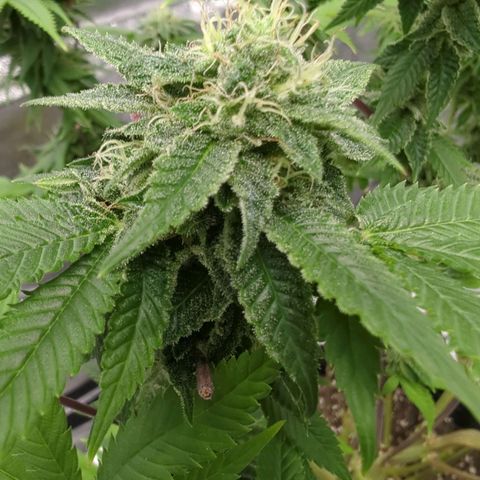 Maple Leaf growlog timeline photo