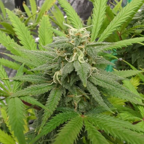 Blue Dream growlog timeline photo
