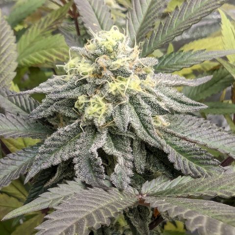 Purple Punch growlog timeline photo