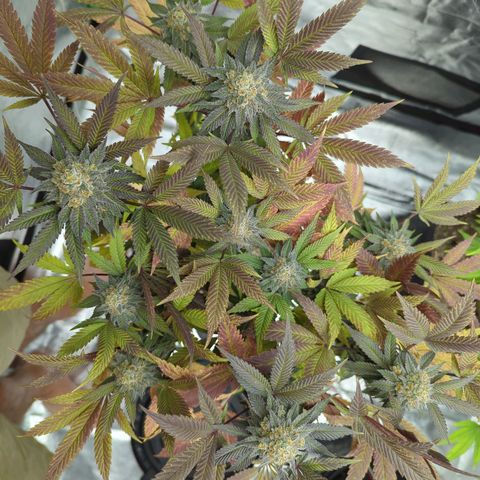 Purple Punch growlog timeline photo