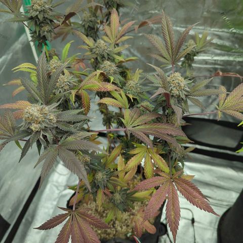 Purple Punch growlog timeline photo