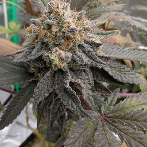 Purple Punch growlog timeline photo