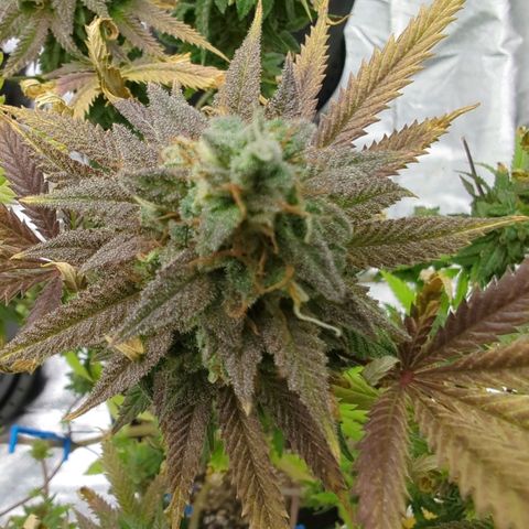 Blue Dream growlog timeline photo
