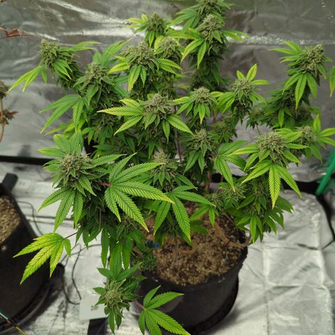 Maple Leaf growlog timeline photo