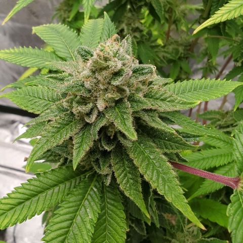 Maple Leaf growlog timeline photo
