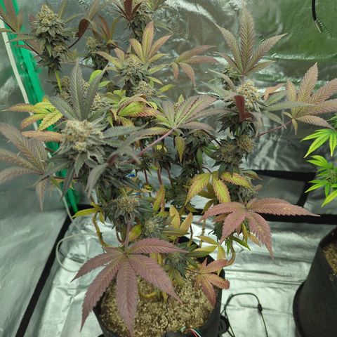 Purple Punch growlog timeline photo