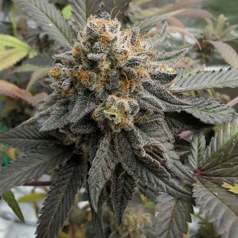Purple Punch growlog timeline photo
