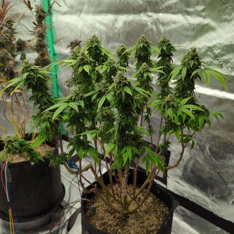 Maple Leaf growlog timeline photo
