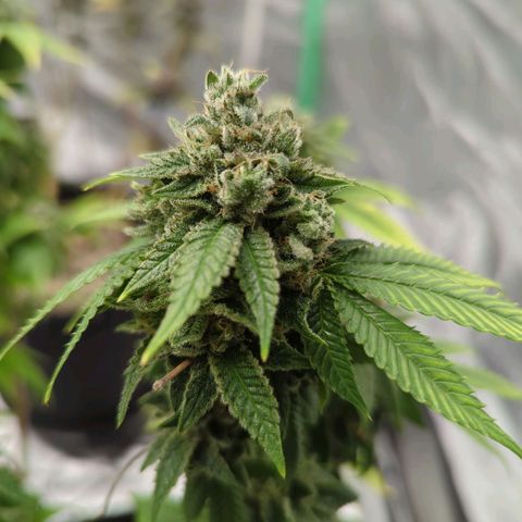 Maple Leaf growlog timeline photo