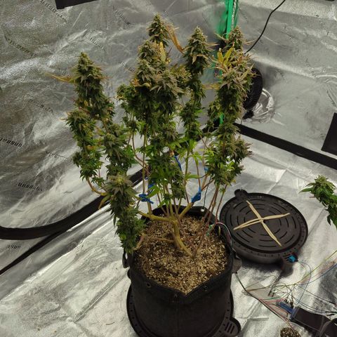 Blue Dream growlog timeline photo
