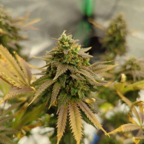 Blue Dream growlog timeline photo