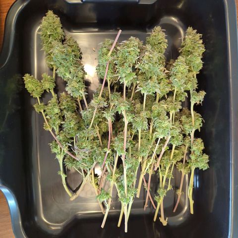 Blue Dream growlog photo: 284g trimmed