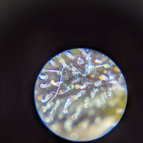 Blue Dream growlog timeline photo