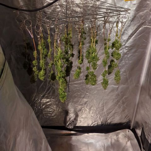 Blue Dream growlog timeline photo