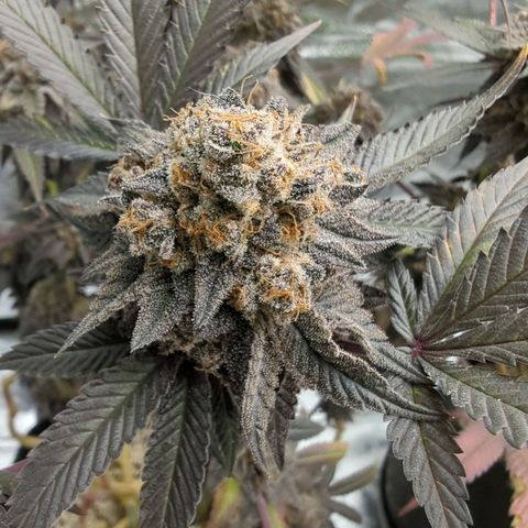 Purple Punch growlog timeline photo