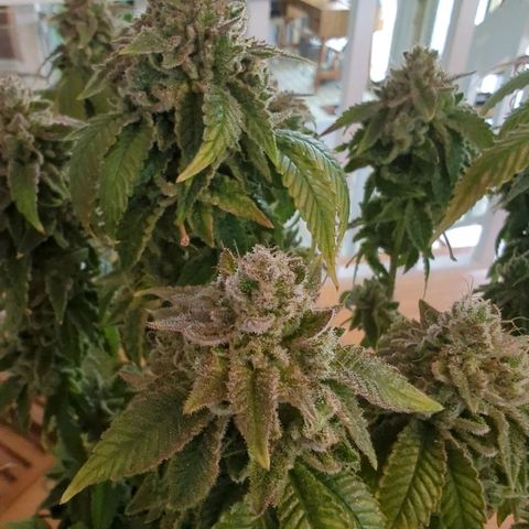 Maple Leaf growlog timeline photo