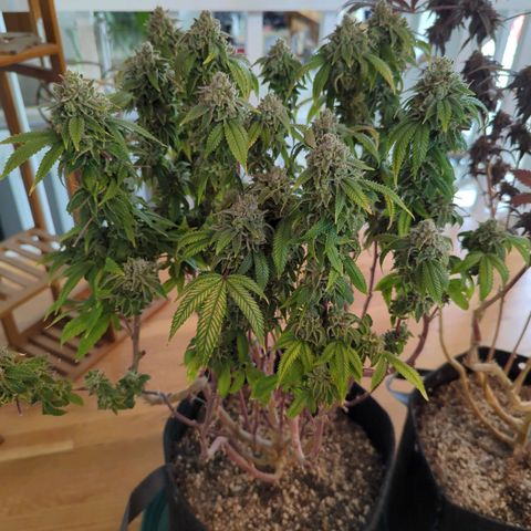 Maple Leaf growlog timeline photo