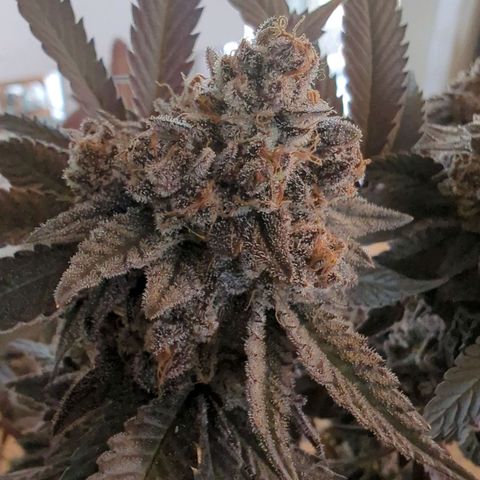 Purple Punch growlog timeline photo