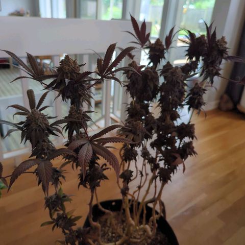 Purple Punch growlog timeline photo