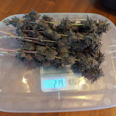 Purple Punch growlog timeline photo