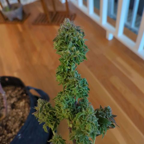 Maple Leaf growlog timeline photo