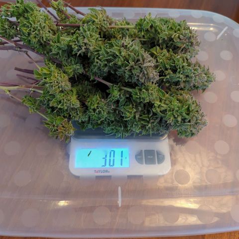 Maple Leaf growlog timeline photo
