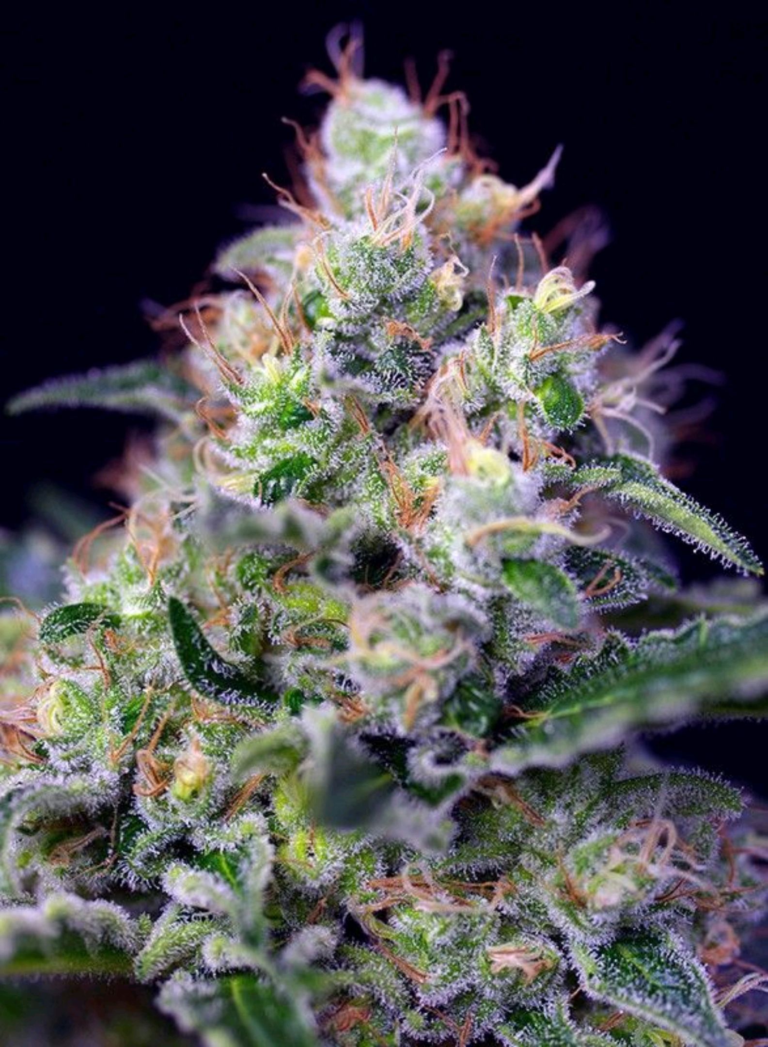 Cream caramel growlog header