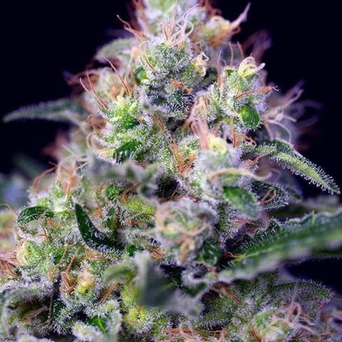 Cream caramel  growlog photo