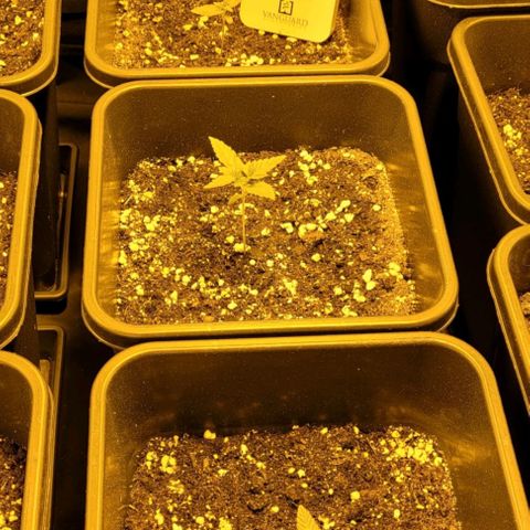 Cream caramel  growlog photo
