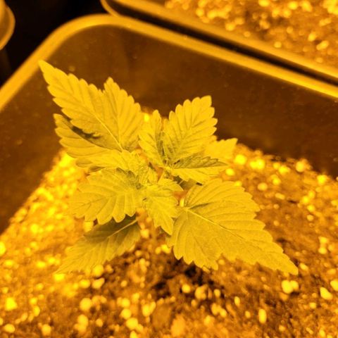 Cream caramel  growlog photo