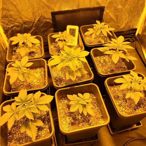 Cream caramel  growlog photo