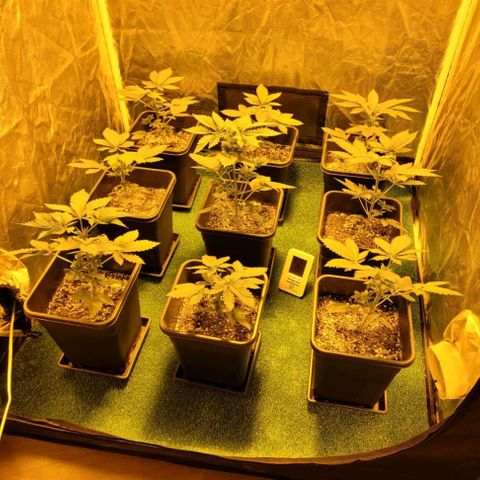 Cream caramel  growlog timeline photo