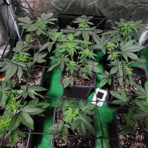Cream caramel  growlog timeline photo