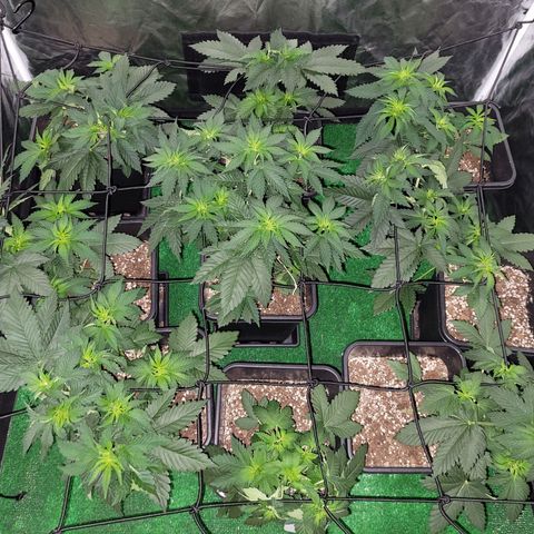 Cream caramel  growlog timeline photo