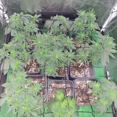 Cream caramel  growlog timeline photo
