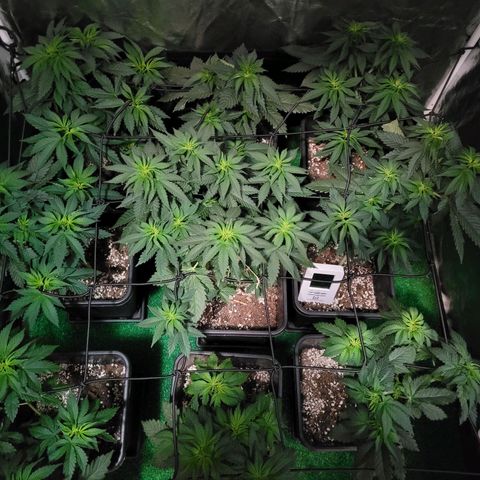 Cream caramel  growlog timeline photo