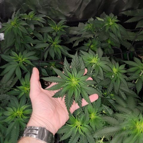 Cream caramel  growlog timeline photo
