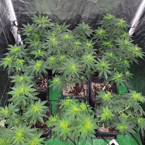 Cream caramel  growlog timeline photo