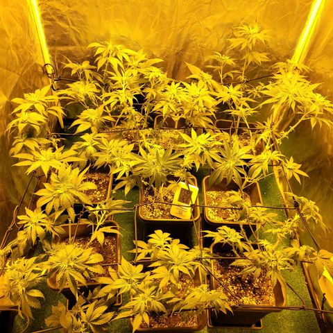 Cream caramel  growlog timeline photo