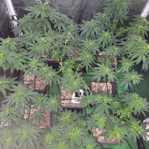 Cream caramel  growlog timeline photo